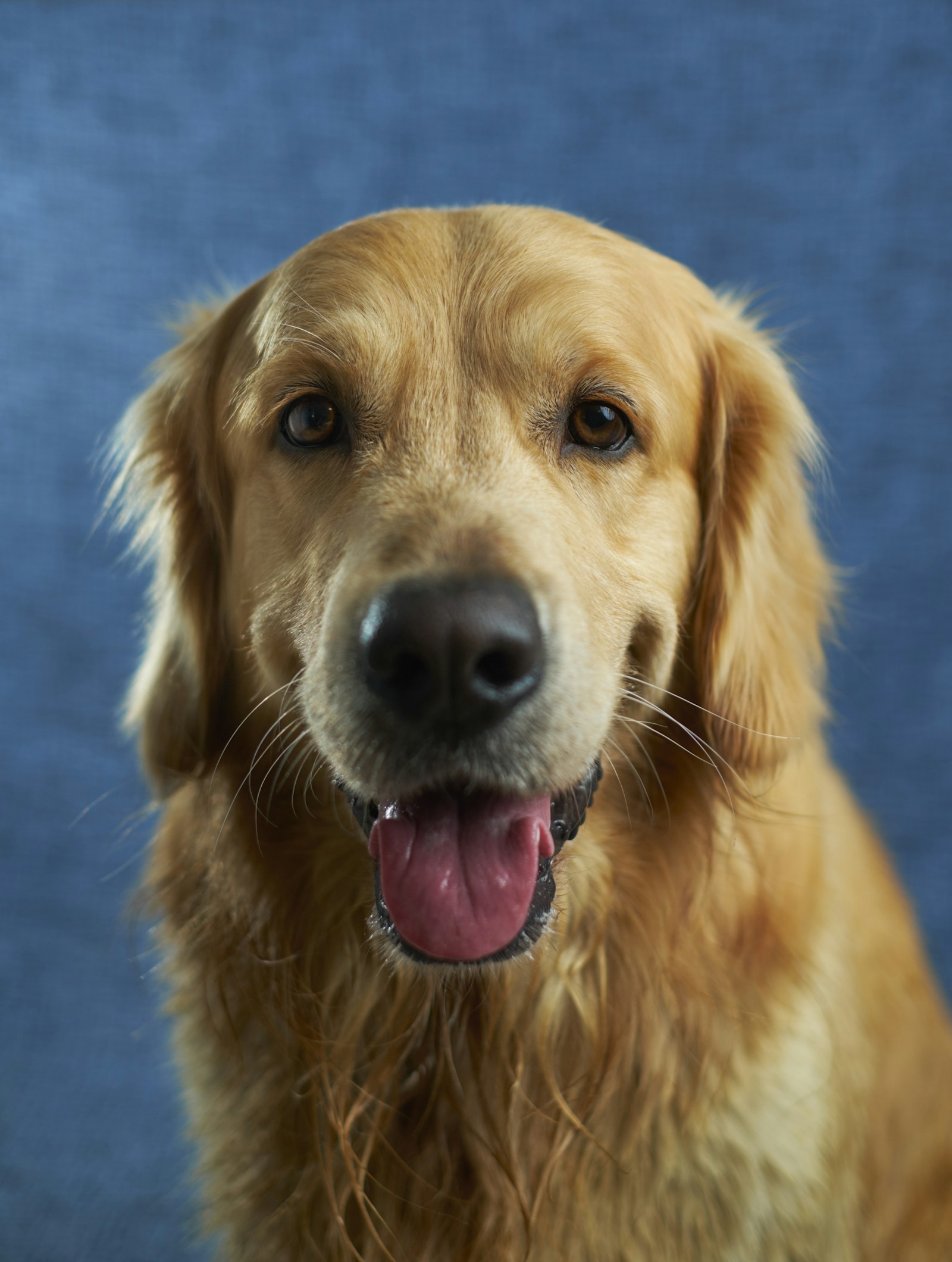 Happy golden retriever outdoors in a green yard